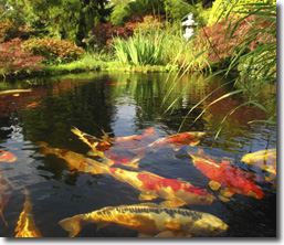 Water Garden